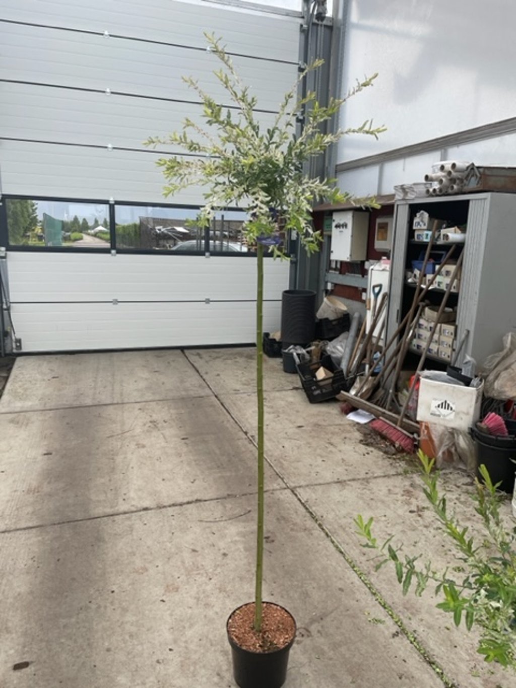 Salix integra 'Hakuro-nishiki' - 150 CM Stem C7.5